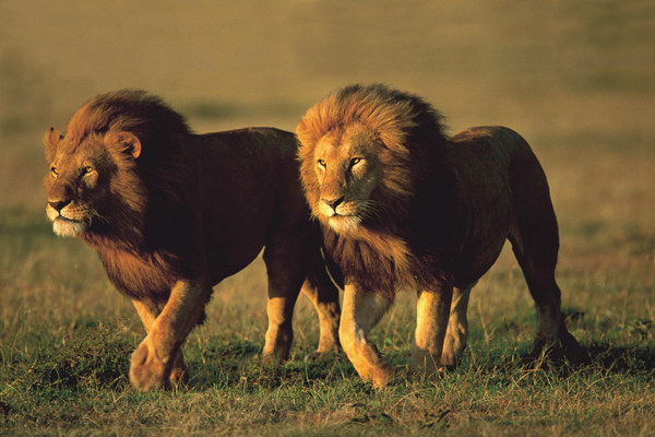 Львы из Национального парка Танзании