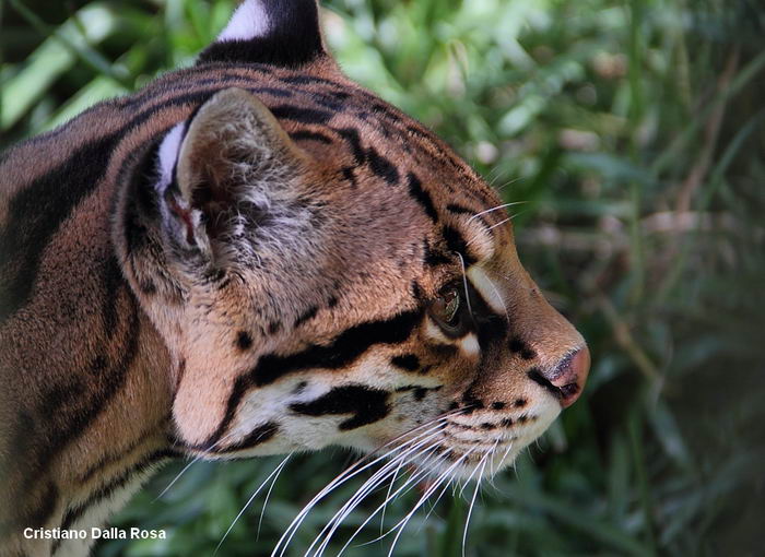 Оцелот (Leopardus pardalis)