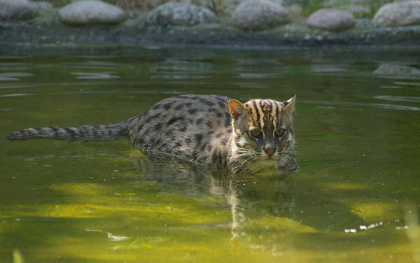 Кот рыболов, или виверровый кот (Prionailurus viverrinus)