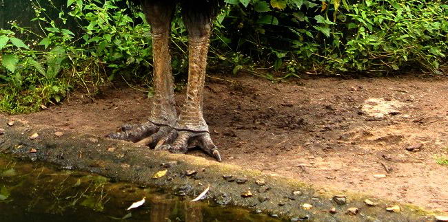 Лапы (ноги) оранжевошейного казуара