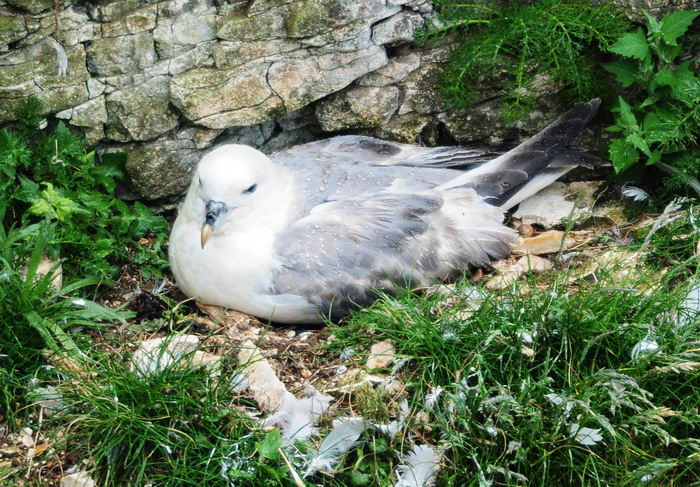 Глупыш обыкновенный (Fulmarus glacialis)