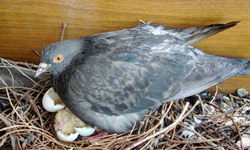 Гнездо голубя