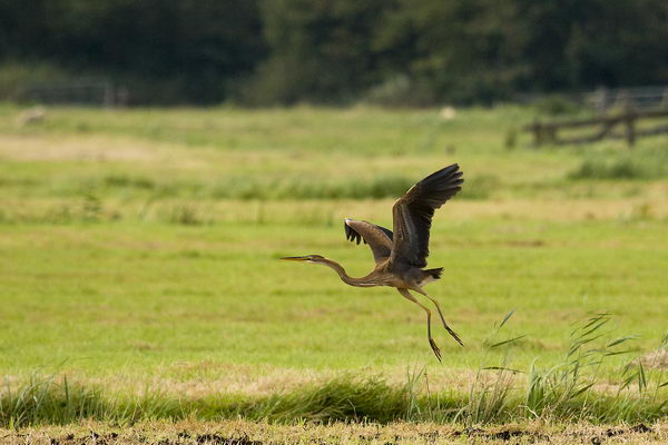 Рыжая цапля (Ardea purpurea), или имперская цапля