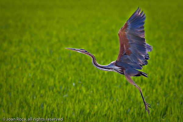 Рыжая цапля (Ardea purpurea), или имперская цапля