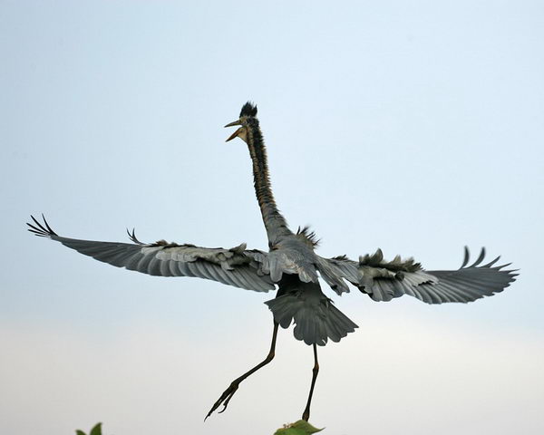 Рыжая цапля (Ardea purpurea), или имперская цапля