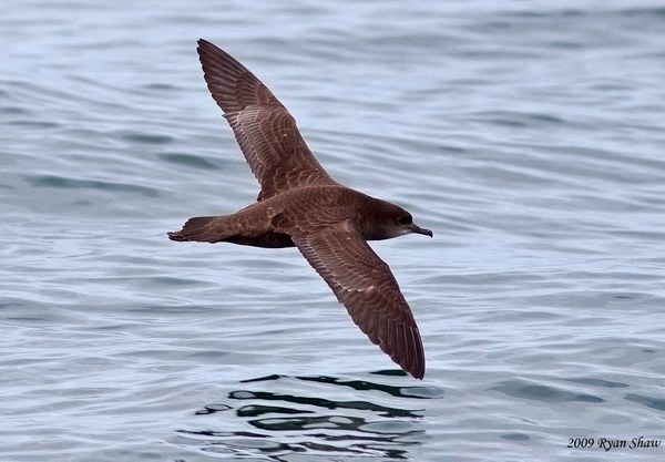 Тонкоклювый буревестник (Puffinus tenuirostris)