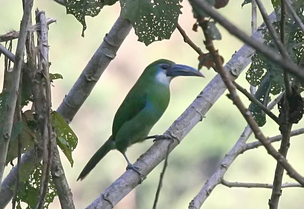 Сероклювый туканет (Aulacorhynchus coeruleicinctis)