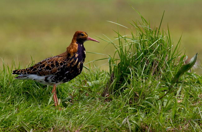 Турухтан (Philomachus pugnax)