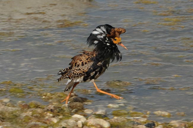 Турухтан (Philomachus pugnax)