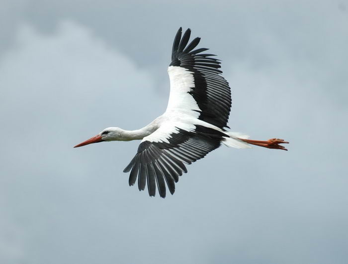 Белый аист (Ciconia ciconia)