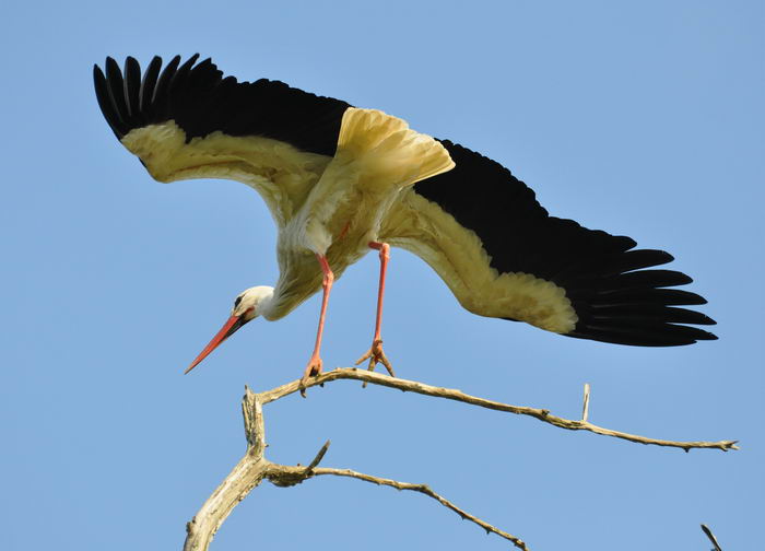 Белый аист (Ciconia ciconia)