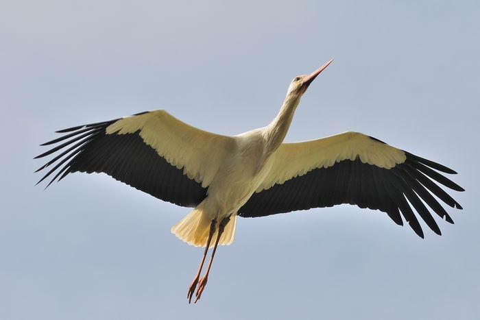 Белый аист (Ciconia ciconia)