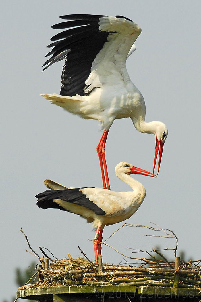 Белый аист (Ciconia ciconia)