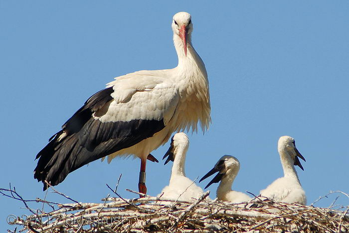 Белый аист (Ciconia ciconia)