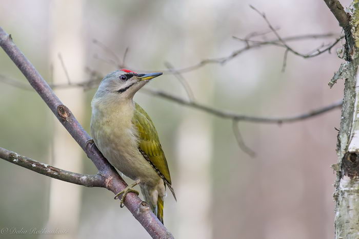 Седой дятел (Picus canus)