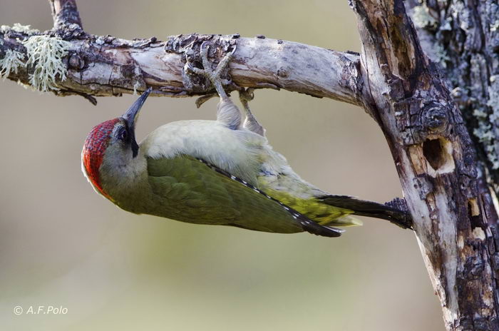 Зелёный дятел (Picus viridis)