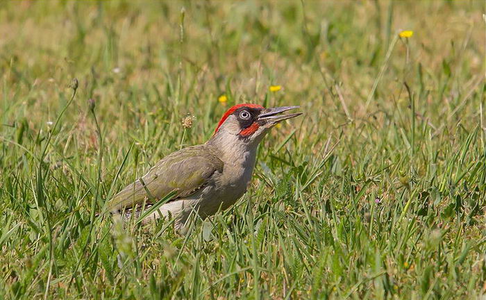 Зелёный дятел (Picus viridis)