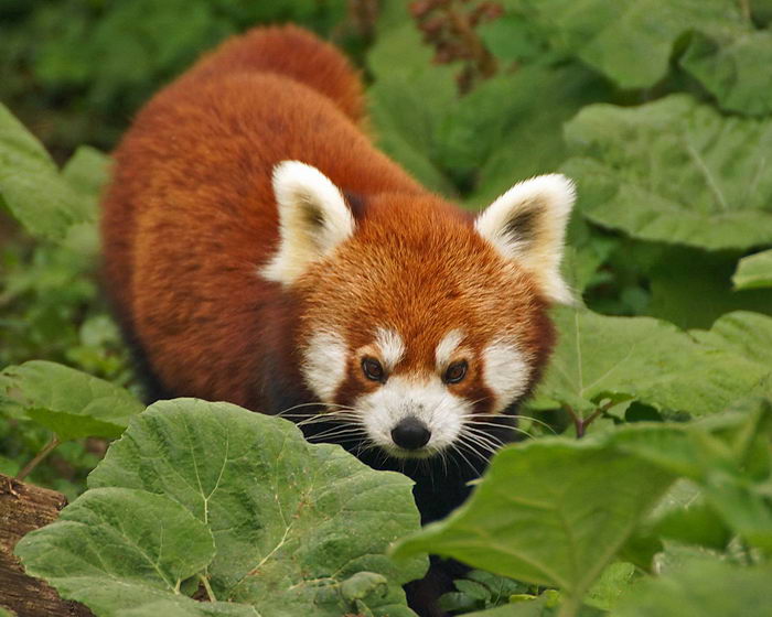 Малая красная панда (Ailurus fulgens)