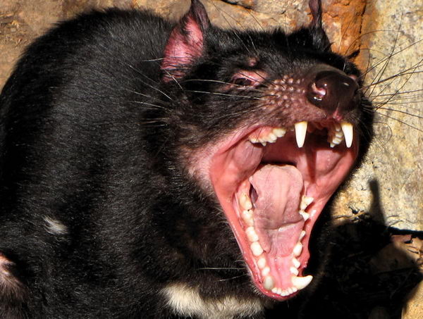Тасманский дьявол, или сумчатый дьявол (Sarcophilus harrisii)