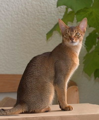 Фото Абиссинской кошки