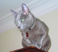 Фото Русской голубой кошки
