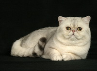Фото Экзотической короткошерстной кошки
