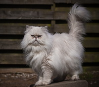 Фото Персидской кошки