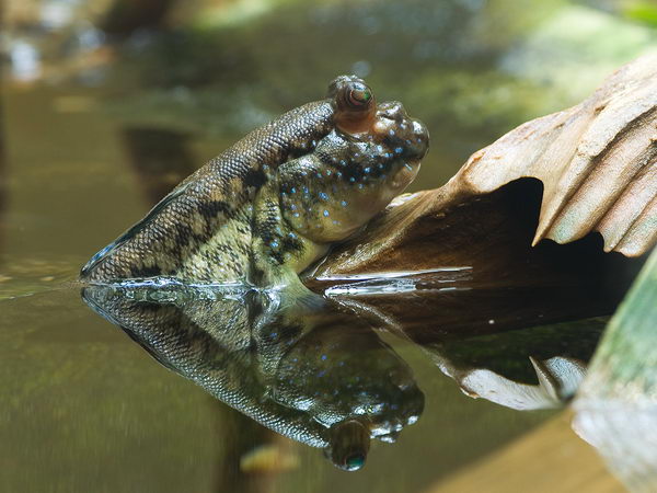 Periophthalmus - сухопутная рыба