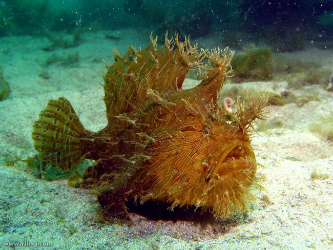 Рыба лягушка Antennarius striatus