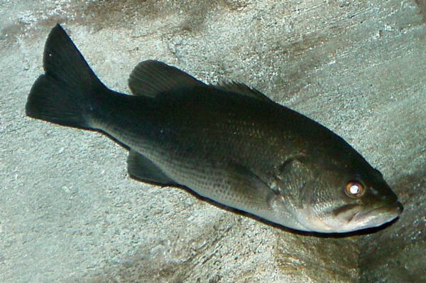 Черный окунь (Micropterus salmoides)