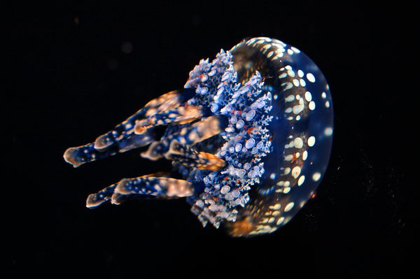 Медузы - опасные морские красавицы