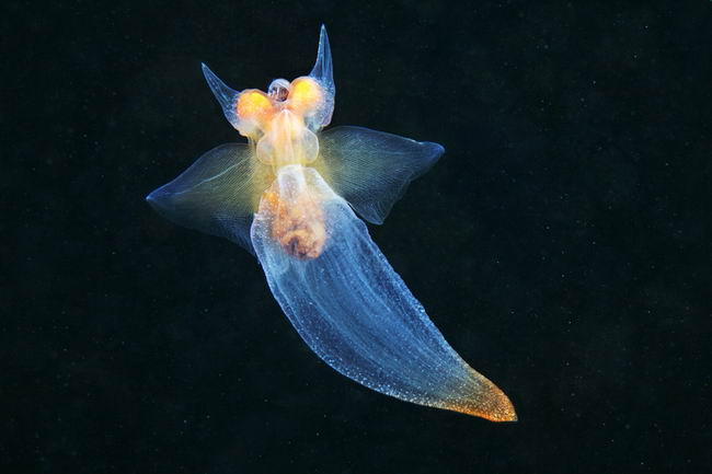 Морской ангел вида Clione limacina