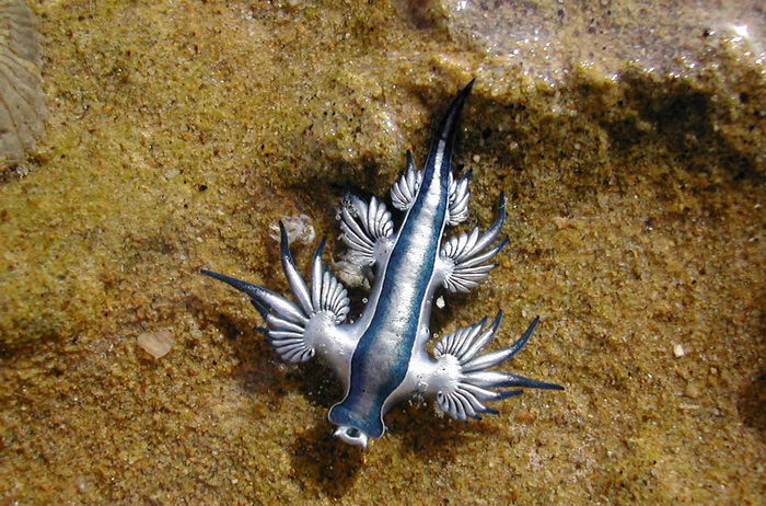 Glaucus atlanticus - моллюск глаукус