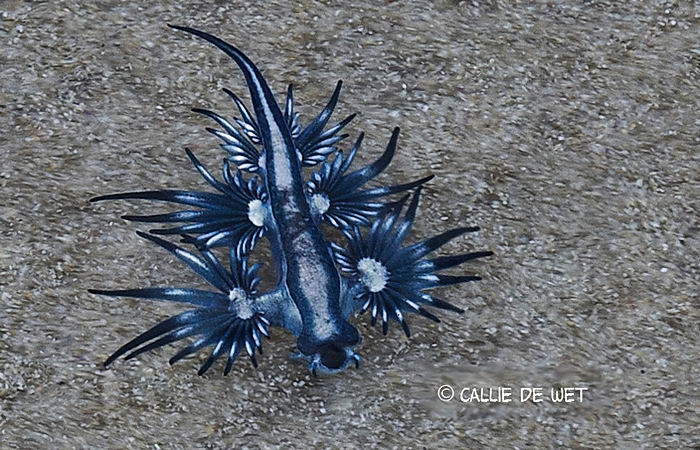 Glaucus atlanticus - моллюск глаукус