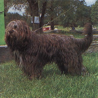 Оттерхаунд - Выдровая собака