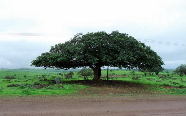 Сикомора - дерево долгожитель