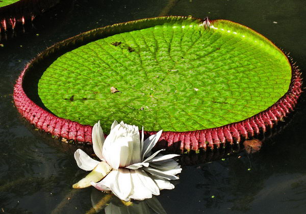 Victoria Regia