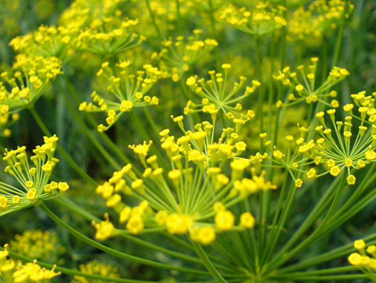 Цветущий Укроп - зонтичные растения