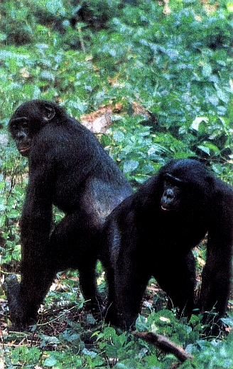 Шимпанзе две особи