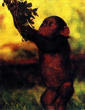 Шимпанзе рвет плоды