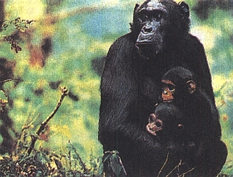Шимпанзе с детьми