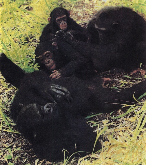 Группа шимпанзе