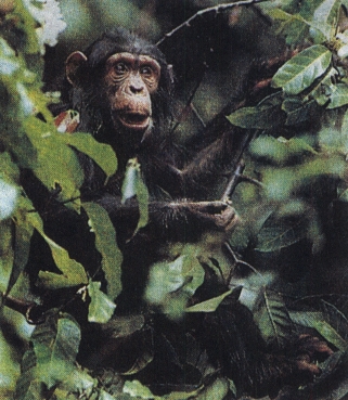 Шимпанзе в листве