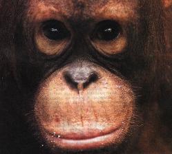 Лицо шимпанзе