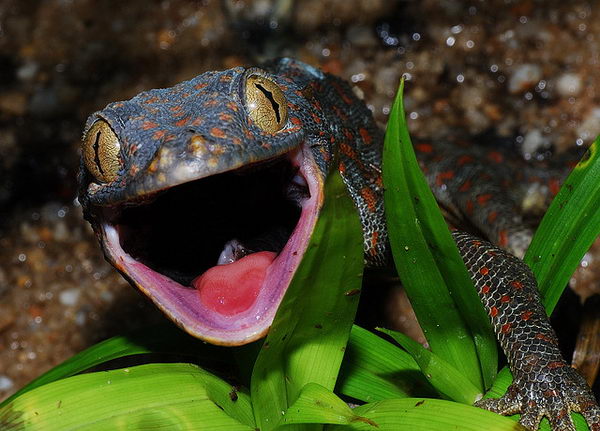 Геккон токи (Gekko gecko)