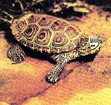 Панцирь этой черепахи выложен карапаксами