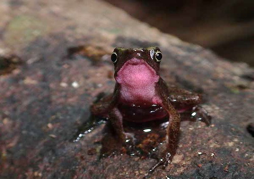 Каменистый арлекин (Atelopus Franciscus)