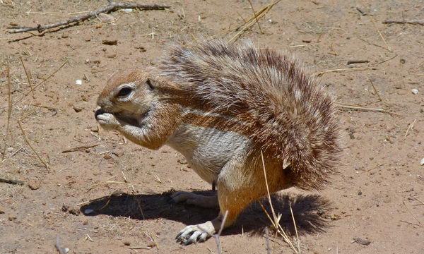 Земляная белка (Xerus inauris)