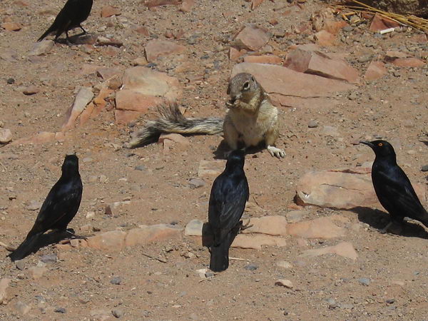 Земляная белка (Xerus inauris)