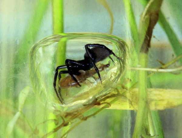Водяной паук серебрянка